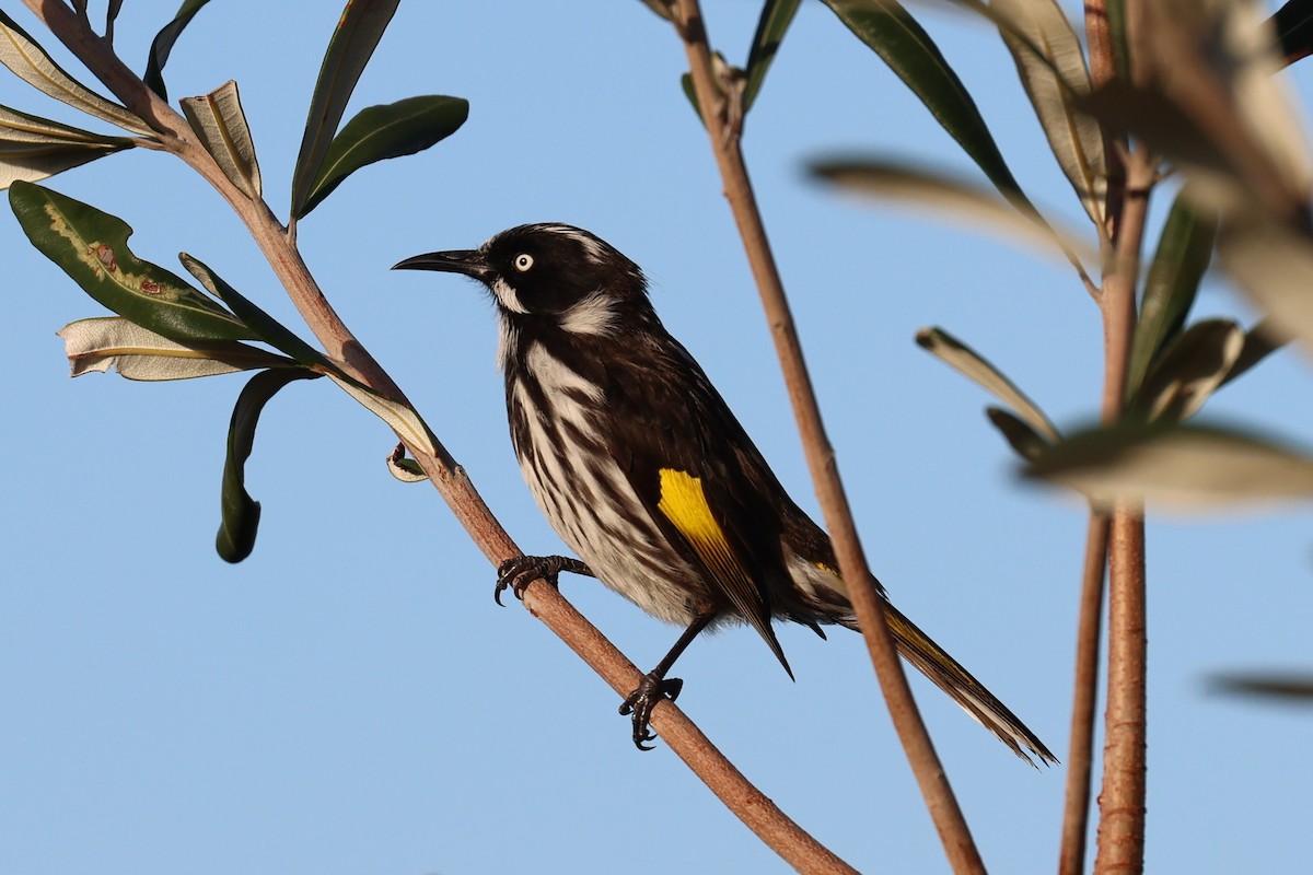 New Holland Honeyeater - ML570184411