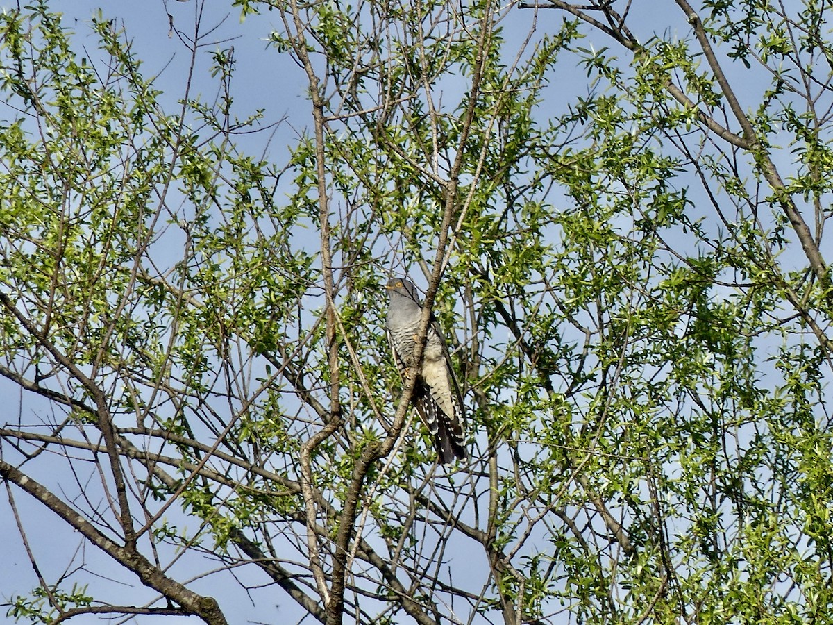 Common Cuckoo - ML570184481