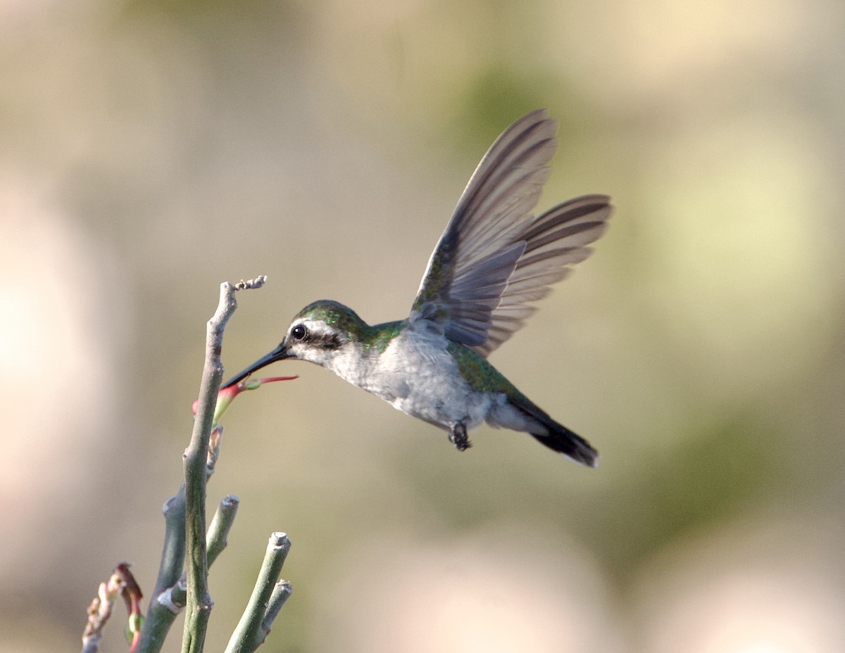 Blauschwanz-Smaragdkolibri - ML570187271