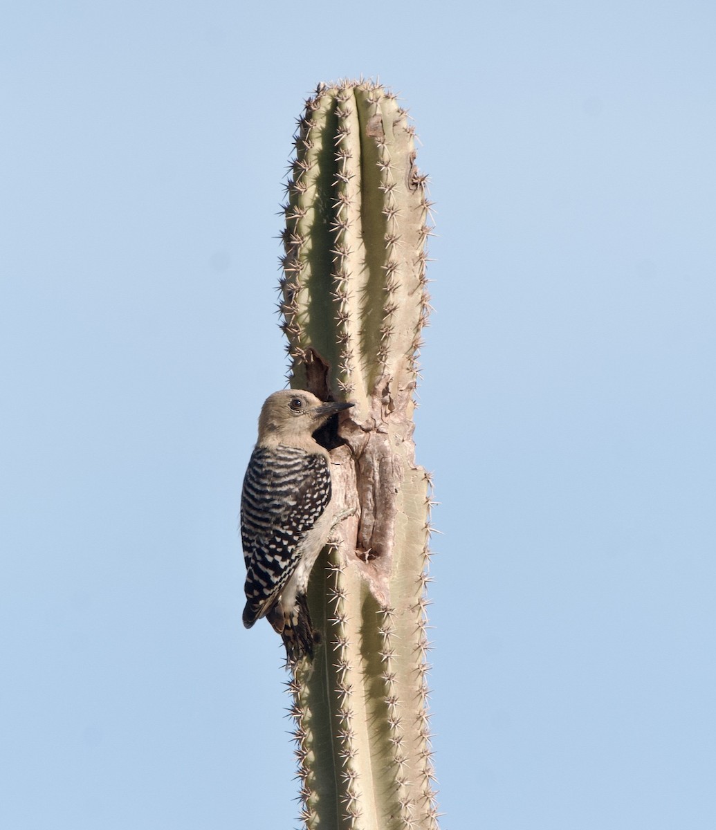 Red-crowned Woodpecker - ML570187371