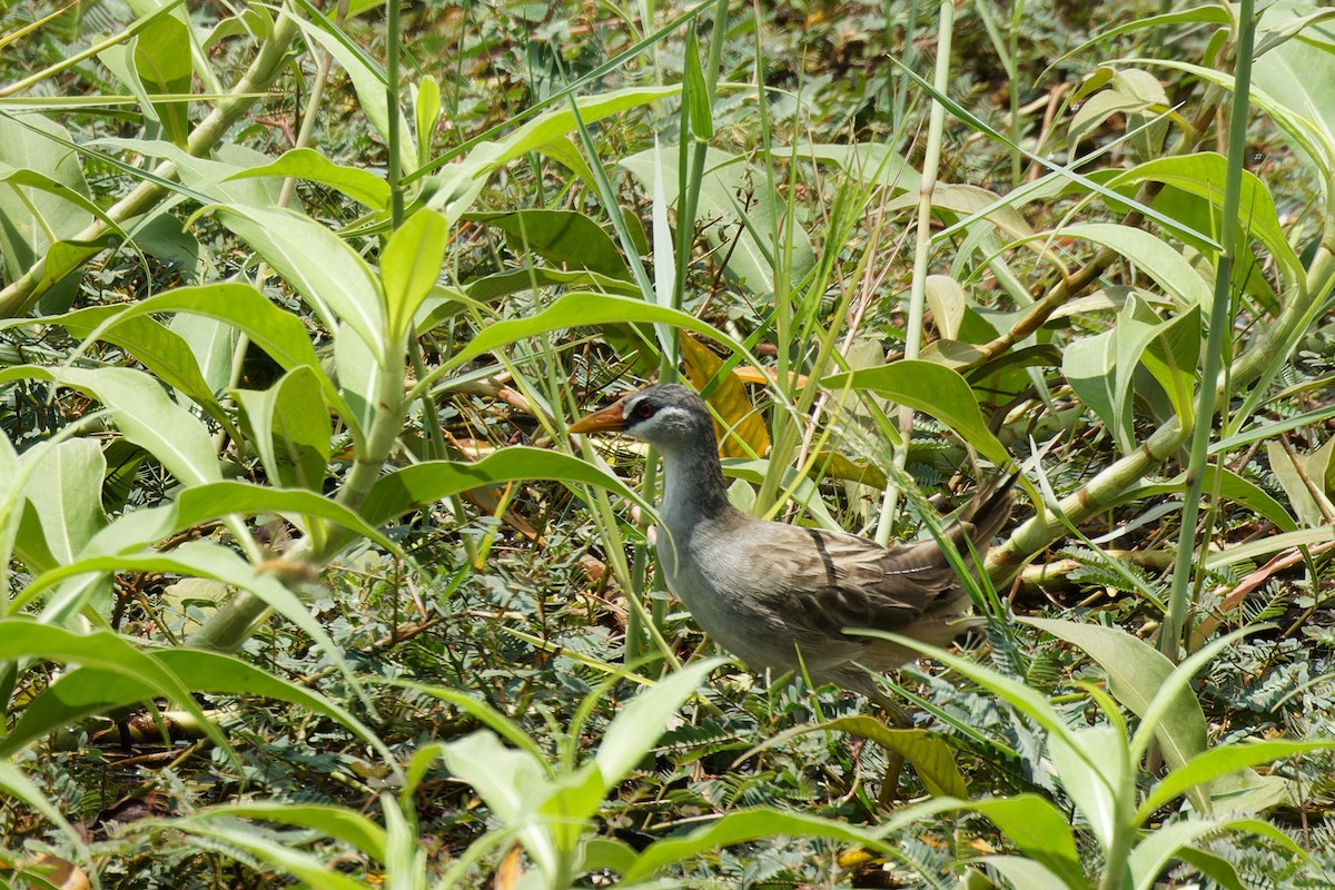 White-browed Crake - ML570187391