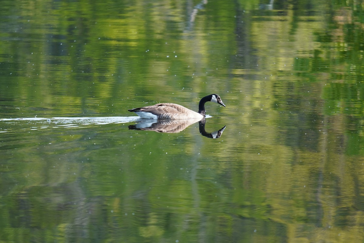 Canada Goose - ML570187401