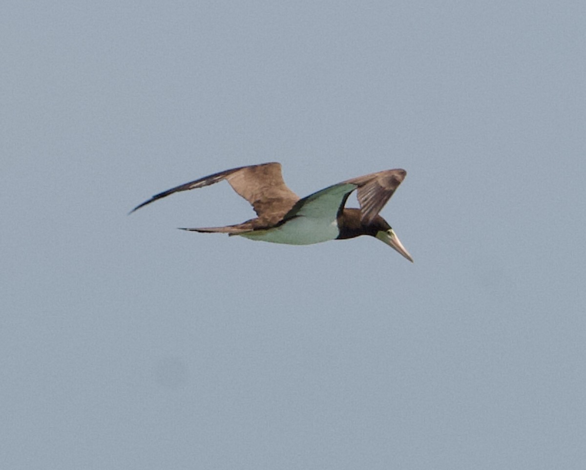 Brown Booby (Atlantic) - ML570187901