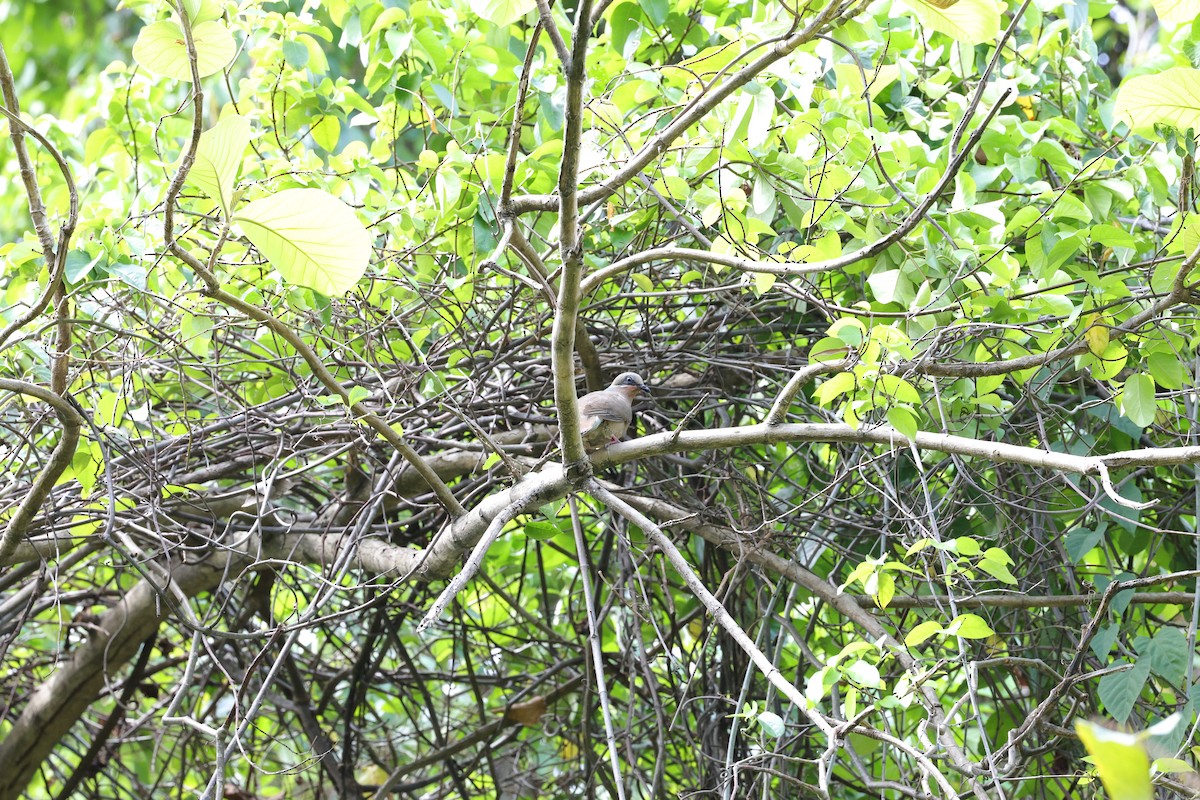 White-eared Brown-Dove (White-eared) - ML570188811