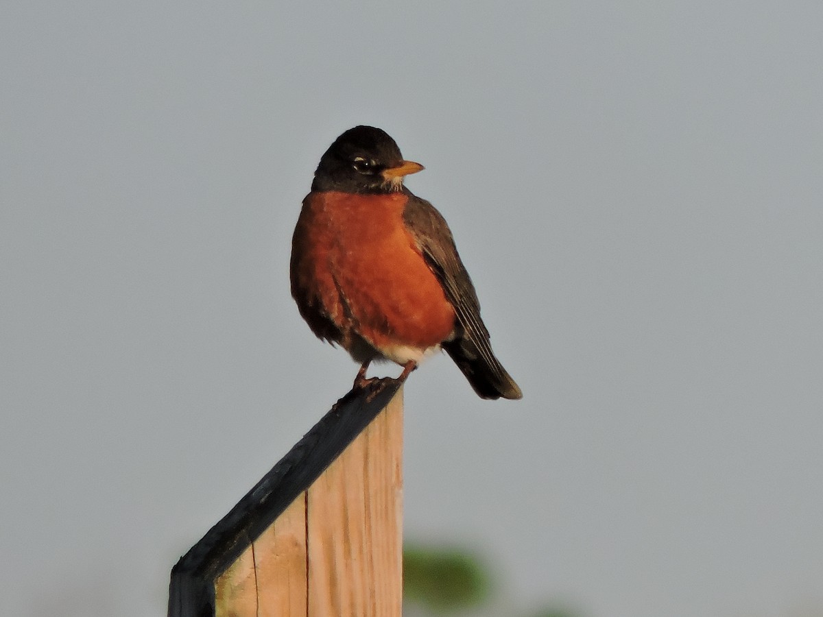 American Robin - ML570189091