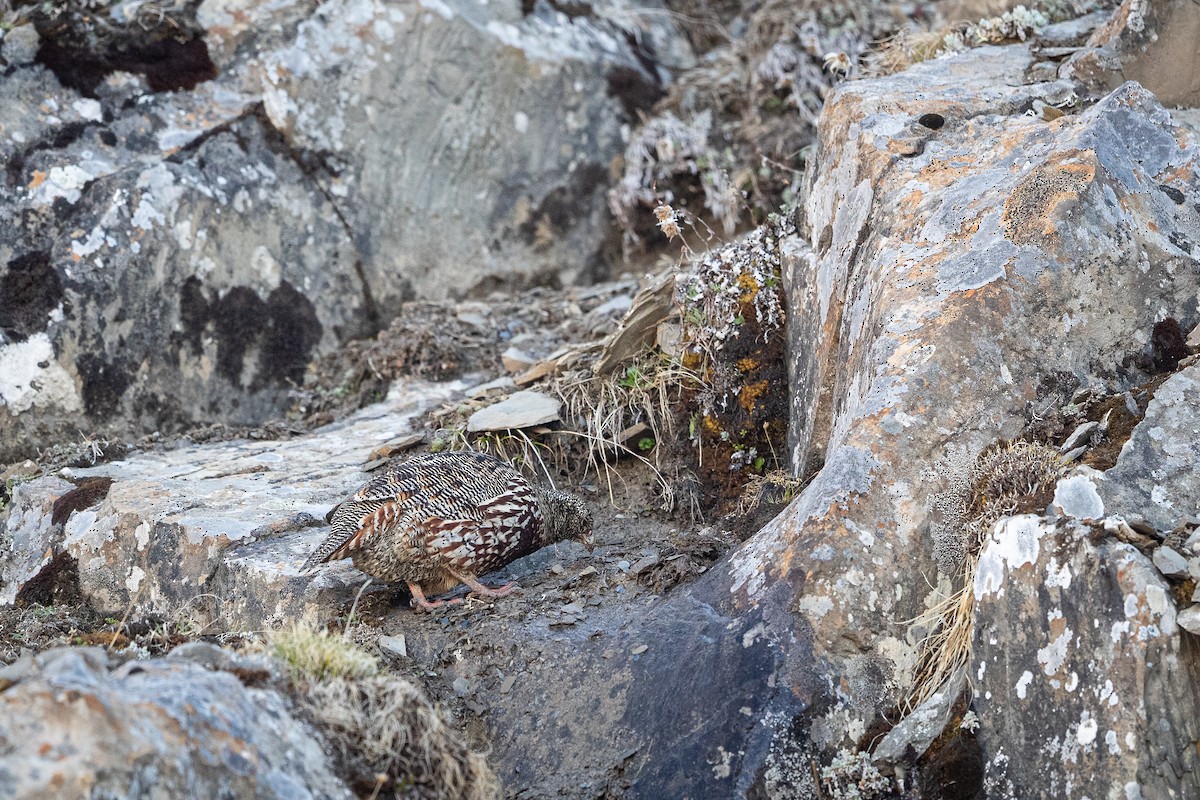 Snow Partridge - ML570189101