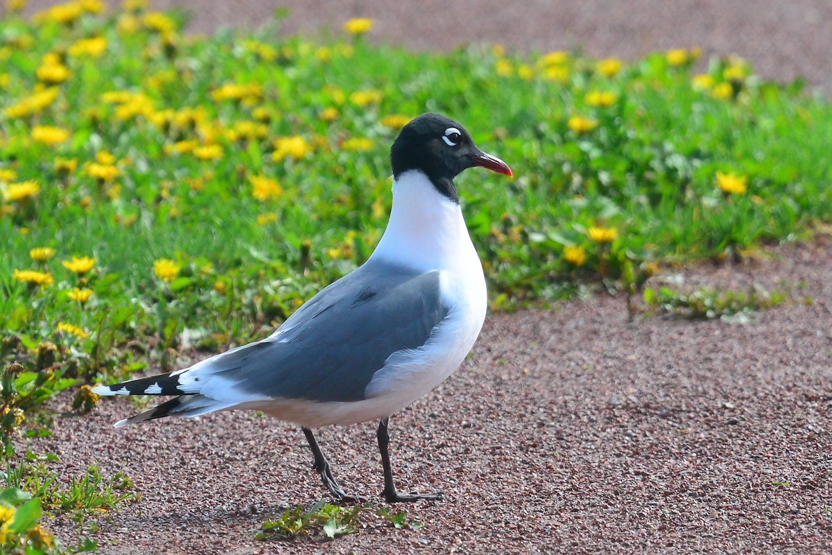 Franklin's Gull - George Chiu