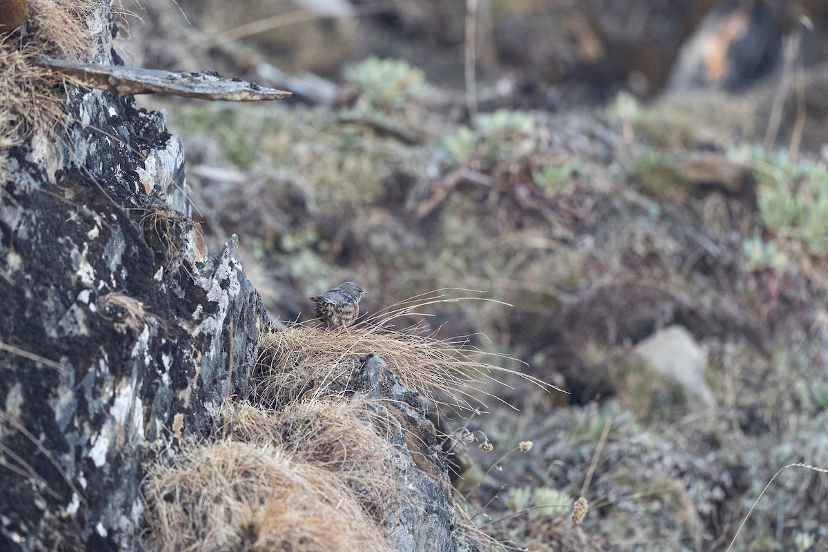 Alpine Accentor - ML570189401