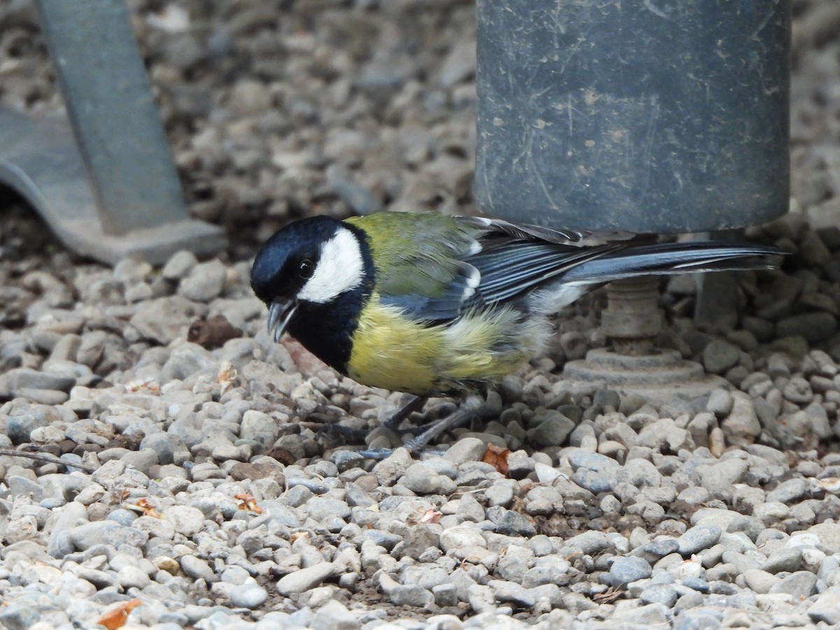 Mésange charbonnière - ML570190361