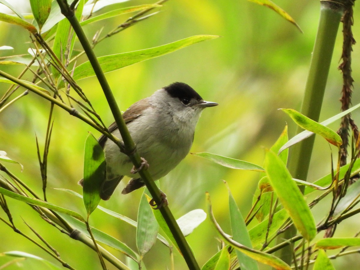 Eurasian Blackcap - ML570190491