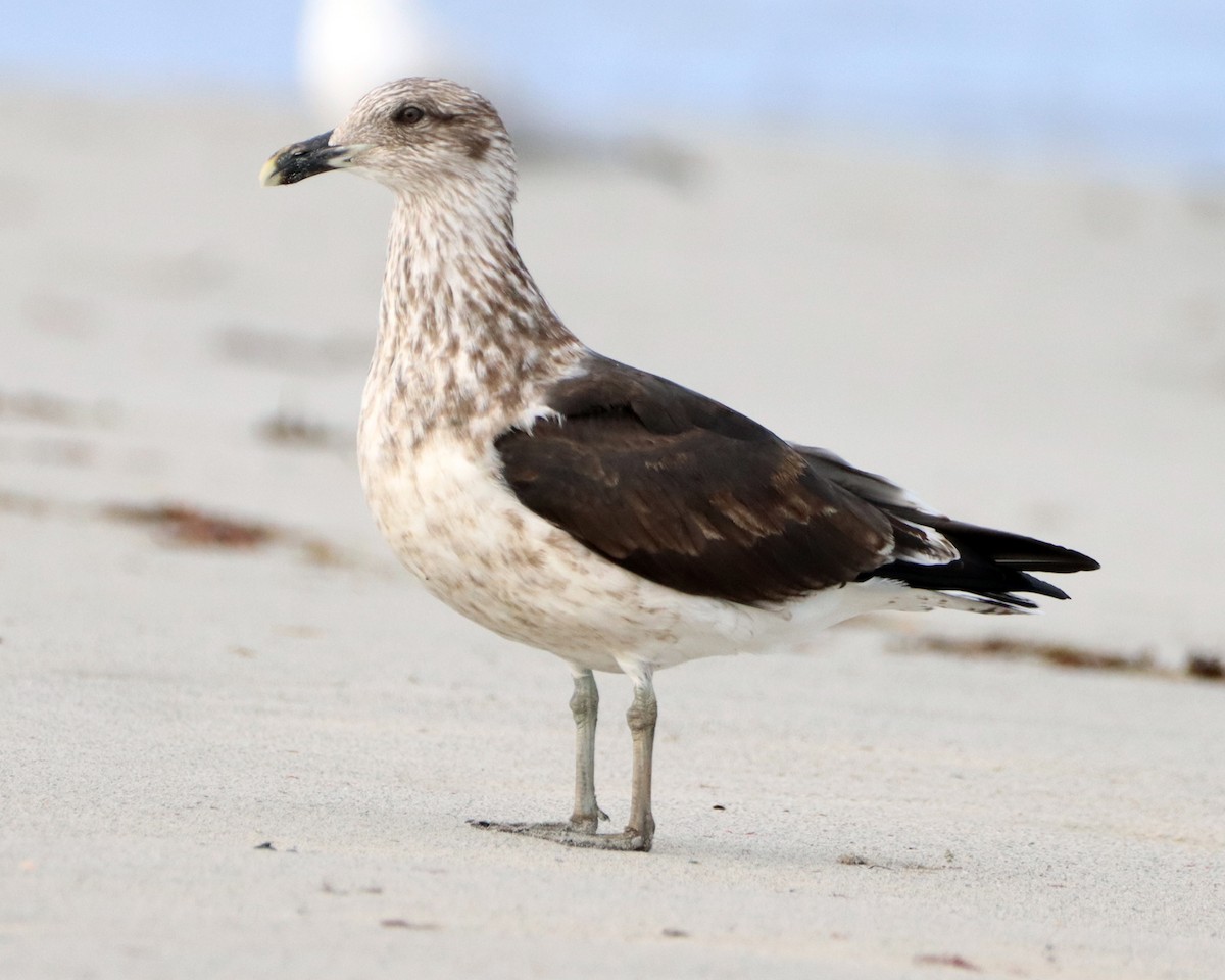 Kelp Gull - ML570190501