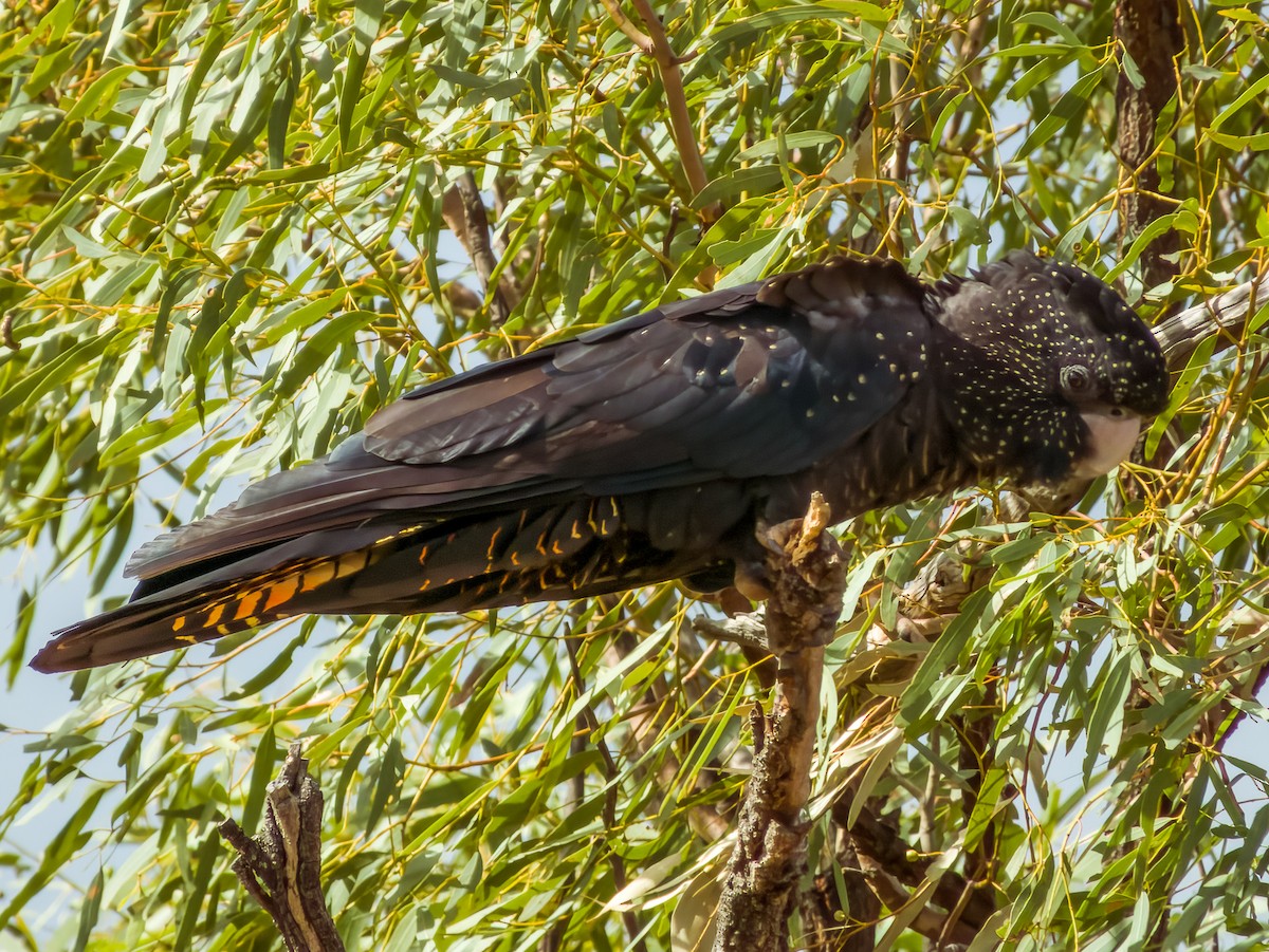Red-tailed Black-Cockatoo - ML570191301