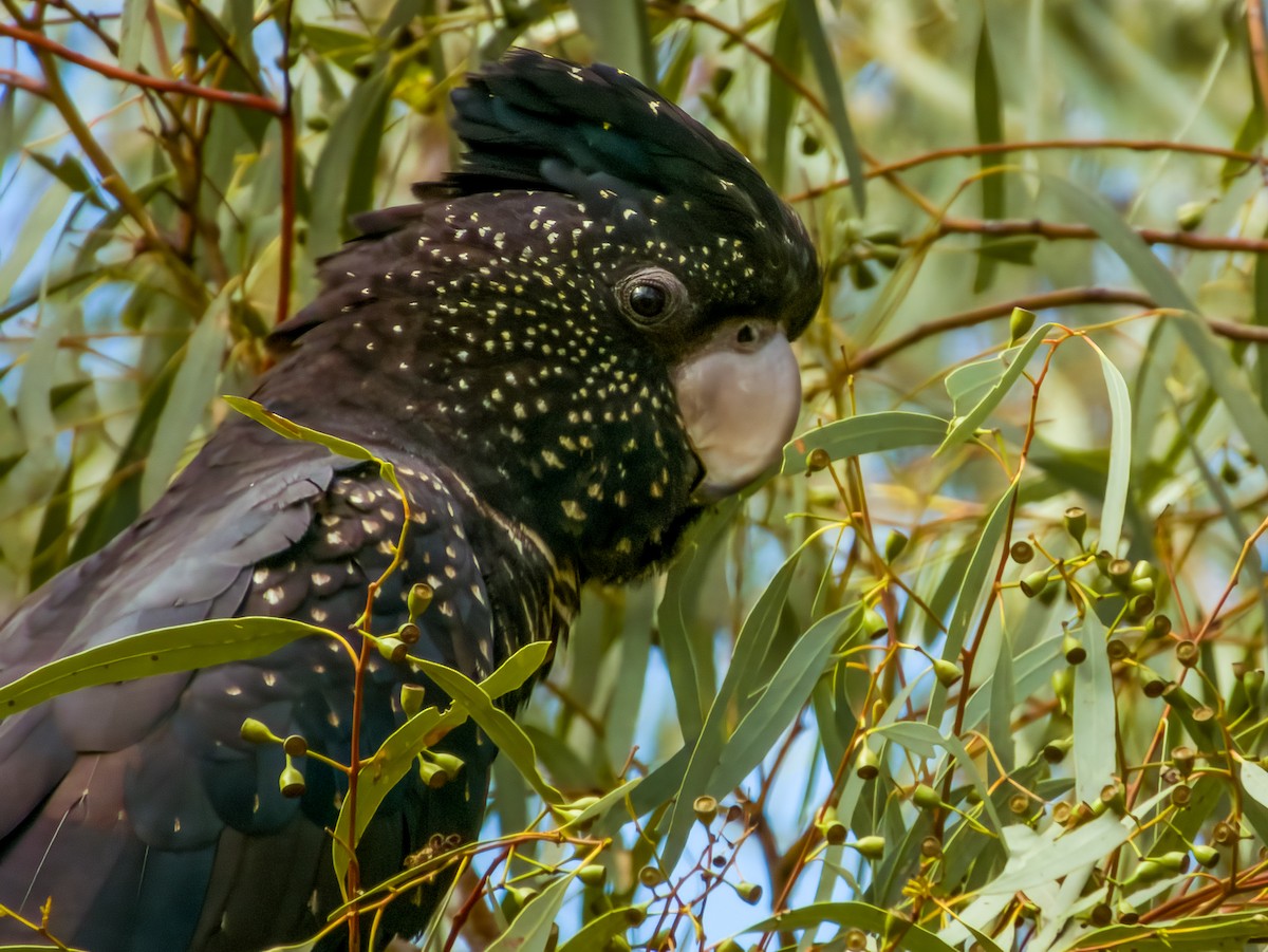 Red-tailed Black-Cockatoo - ML570191311