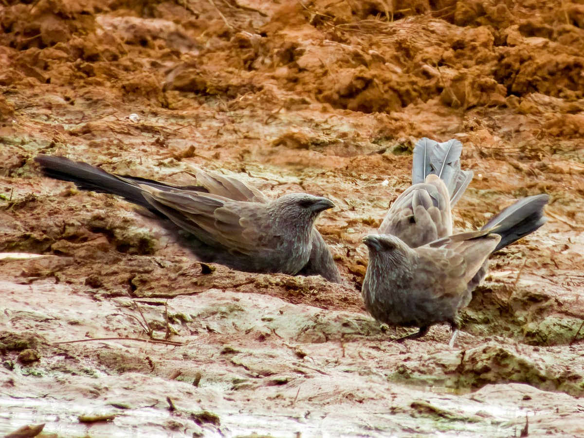 Apostlebird - ML570191331