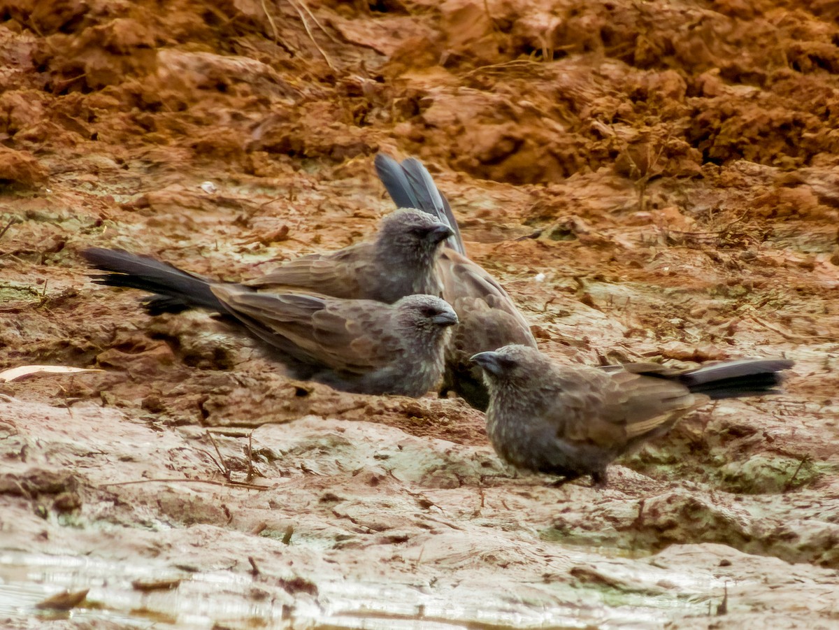 Apostlebird - ML570191391