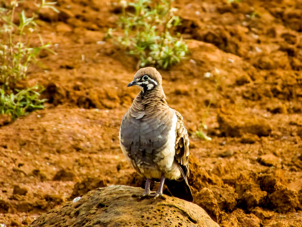 Squatter Pigeon - ML570191411