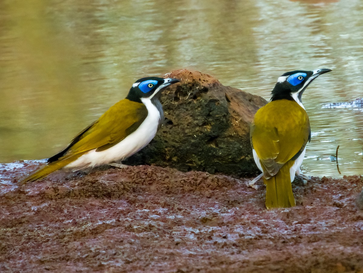 Blue-faced Honeyeater - ML570191511
