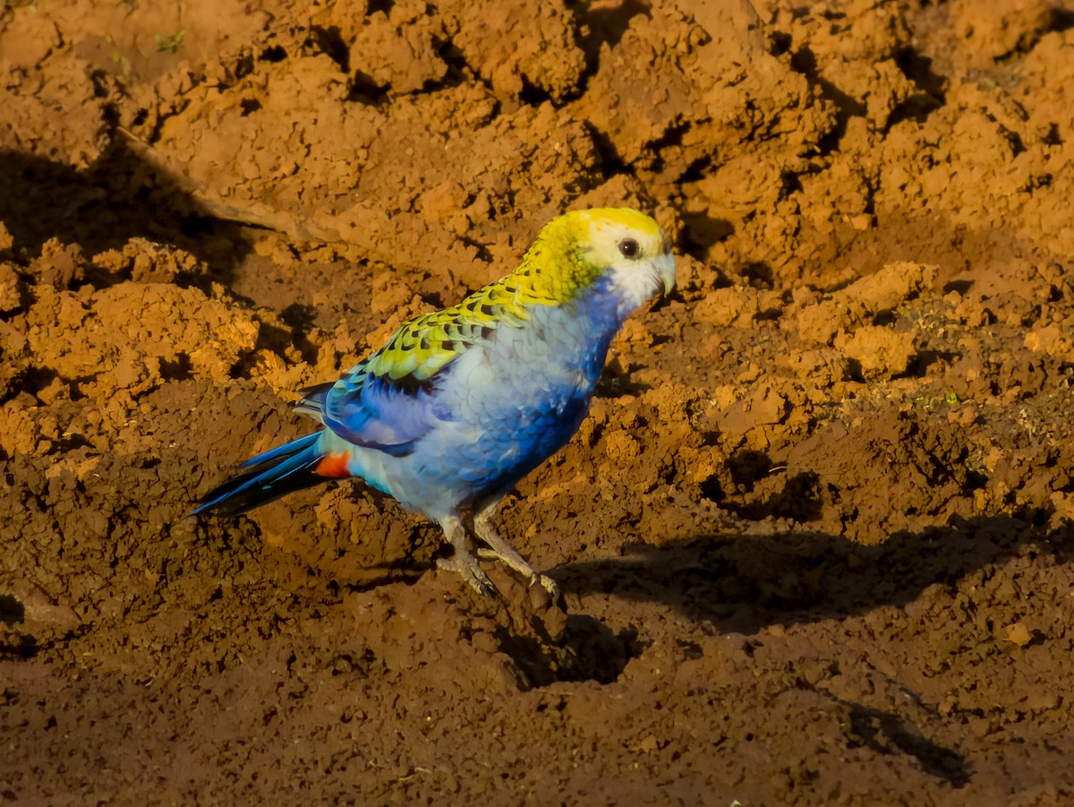 Pale-headed Rosella - ML570191521