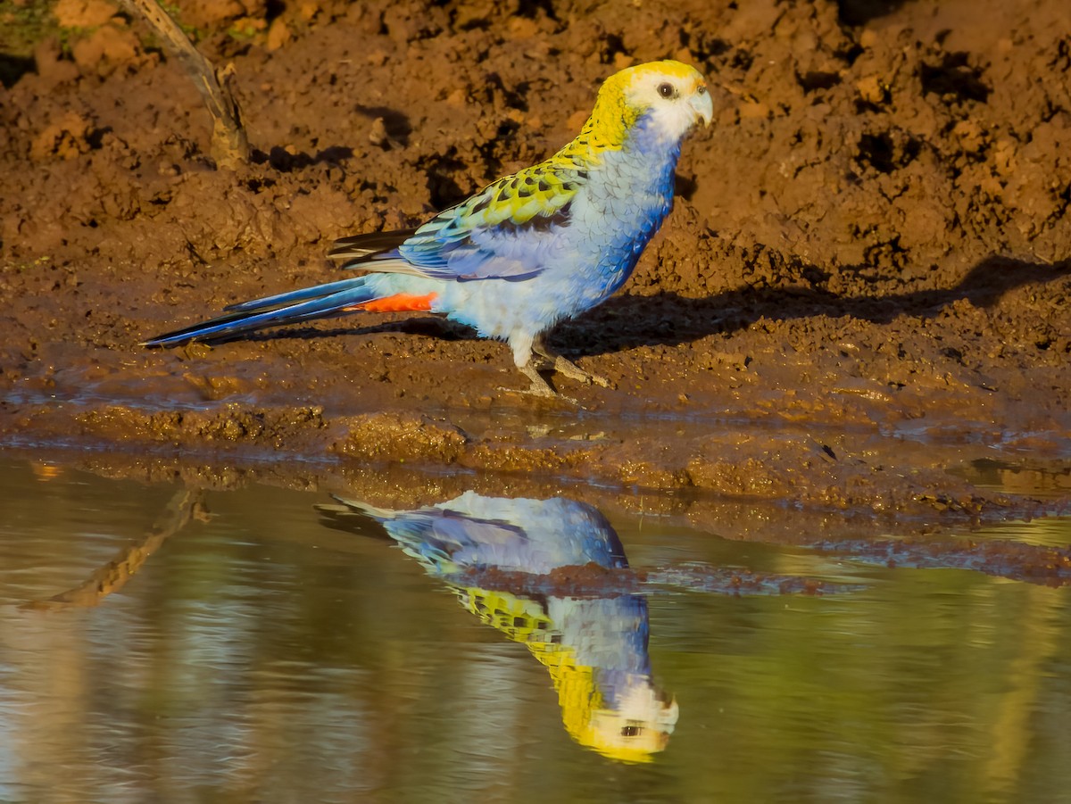 Pale-headed Rosella - ML570191541