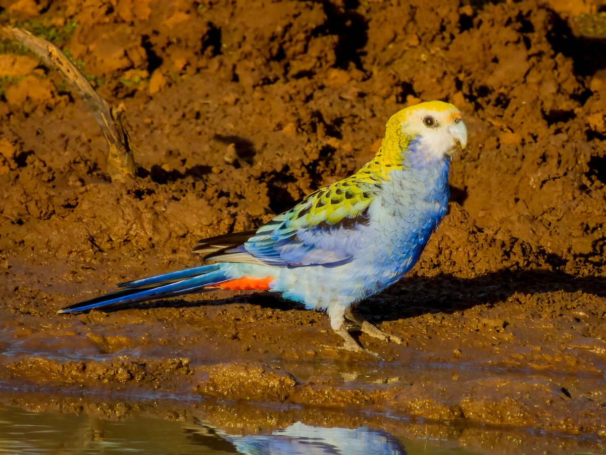 Pale-headed Rosella - ML570191551