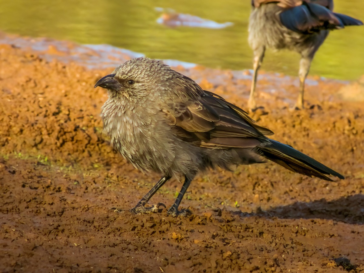 Apostlebird - ML570191581