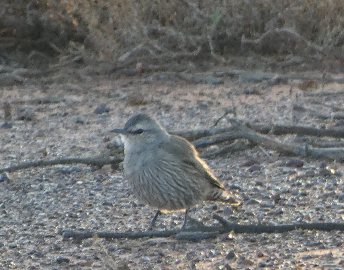 White-browed Treecreeper - ML570193071