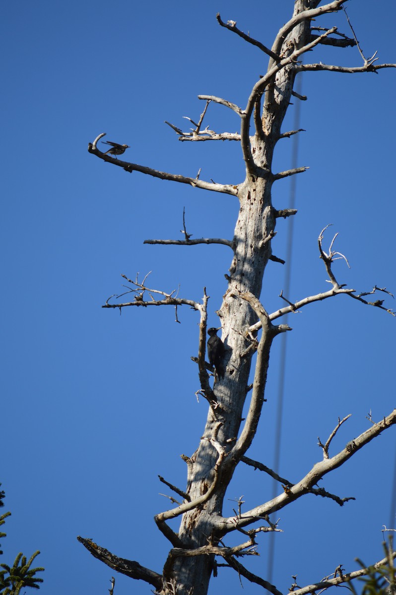 Black Woodpecker - Alexandra Demertzi