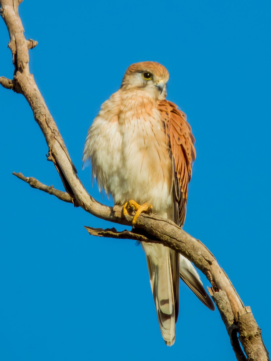 Nankeen Kestrel - ML570193721