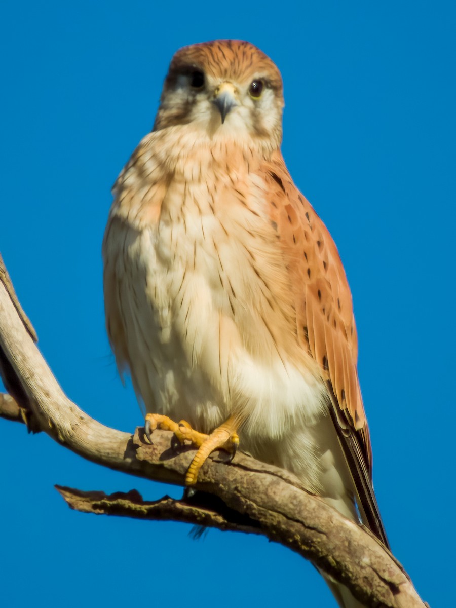 Nankeen Kestrel - ML570193741