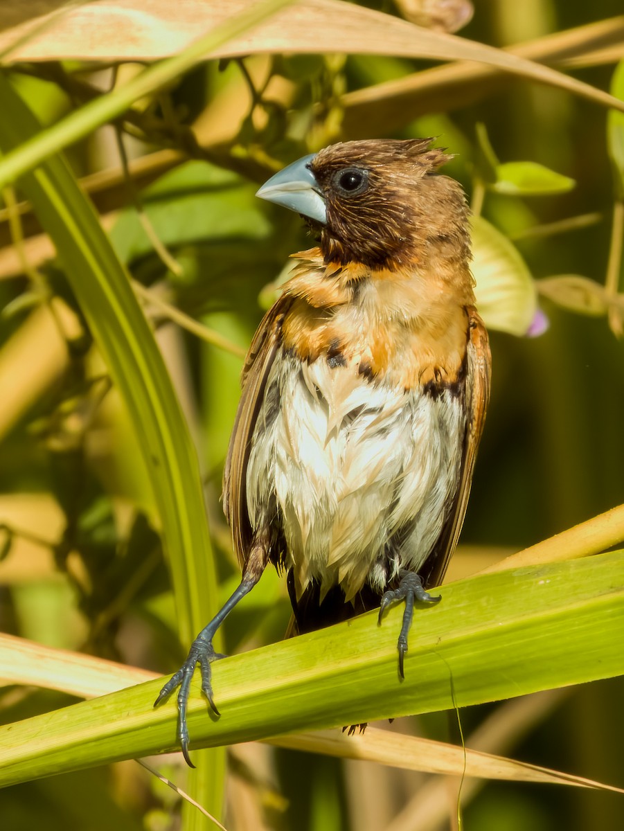 Chestnut-breasted Munia - ML570193781