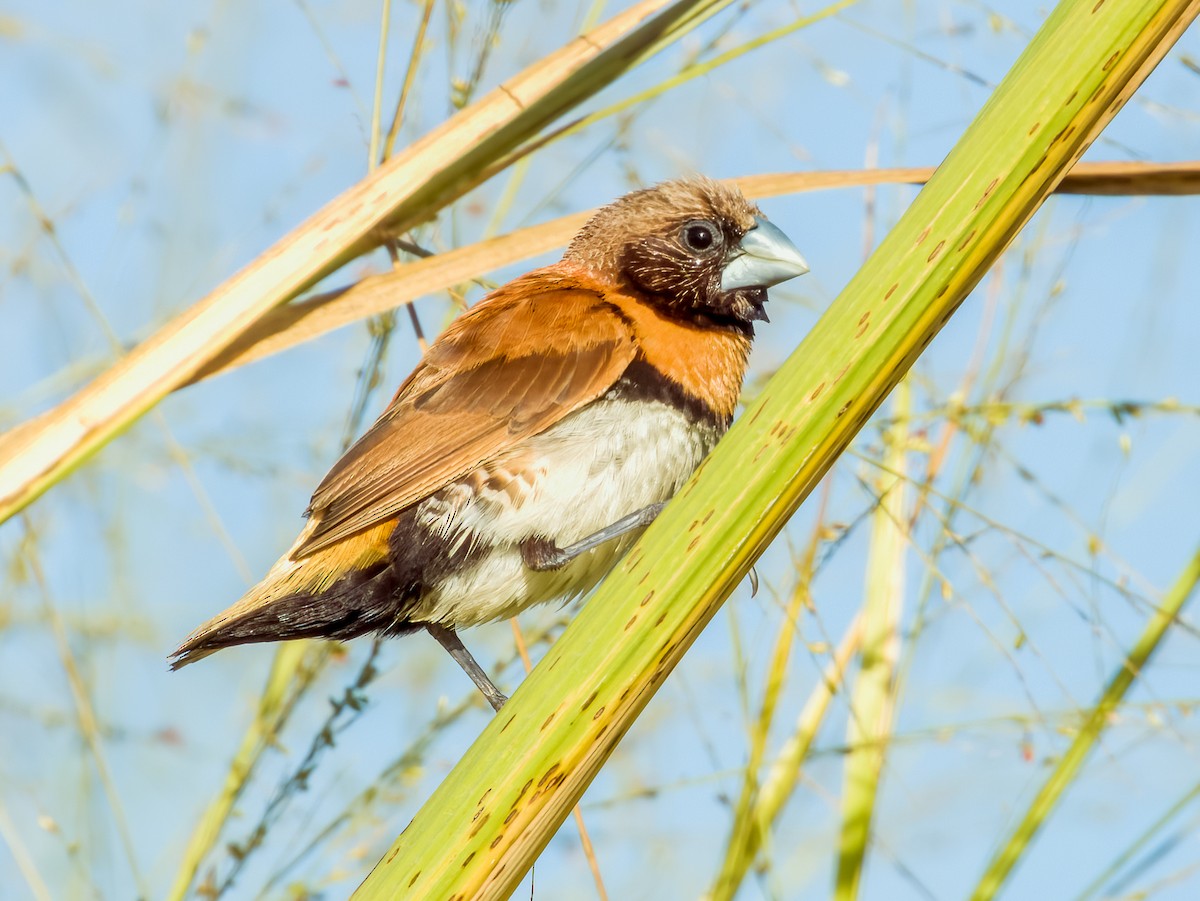 Chestnut-breasted Munia - ML570193791