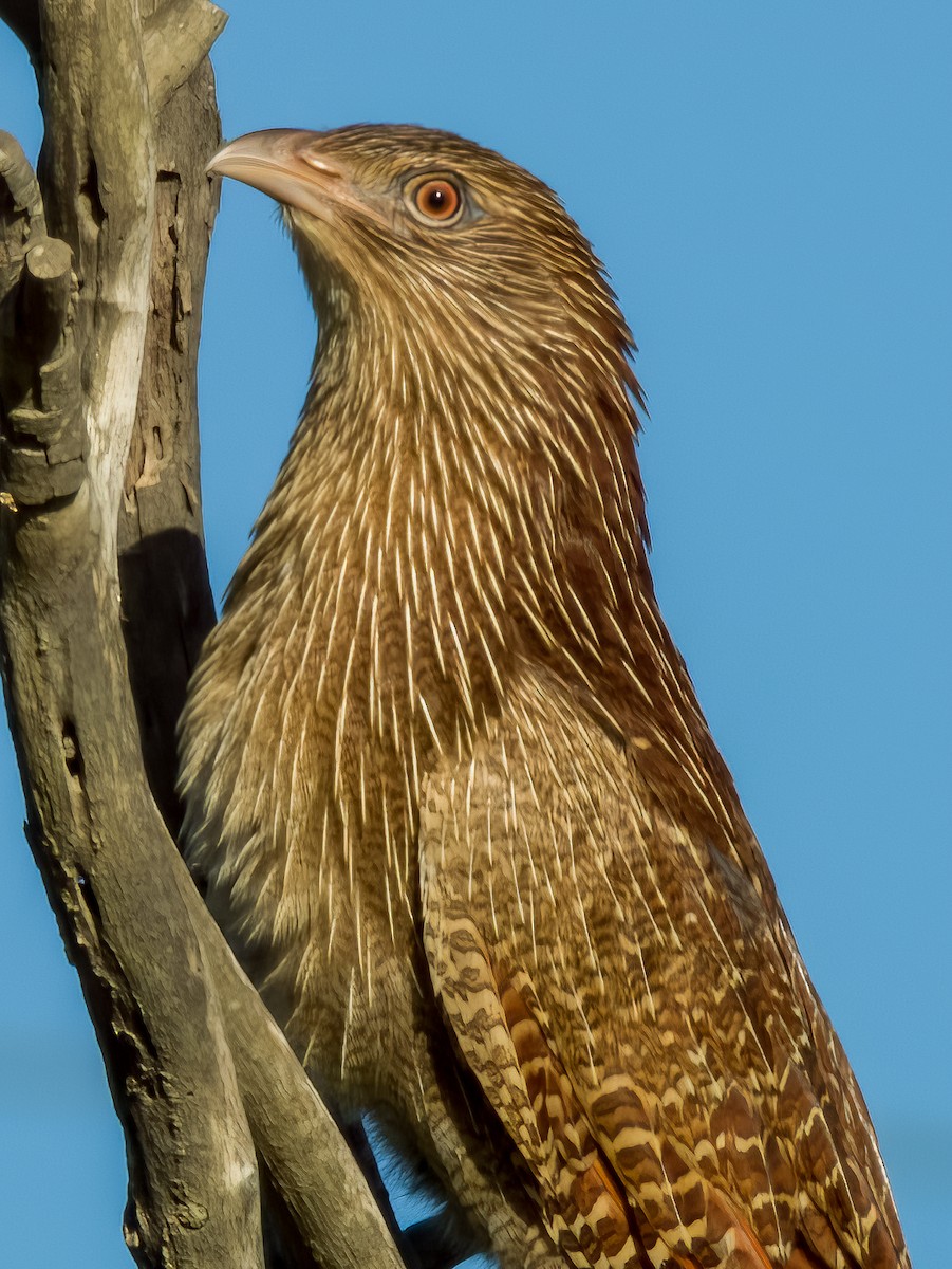 Pheasant Coucal - ML570193831