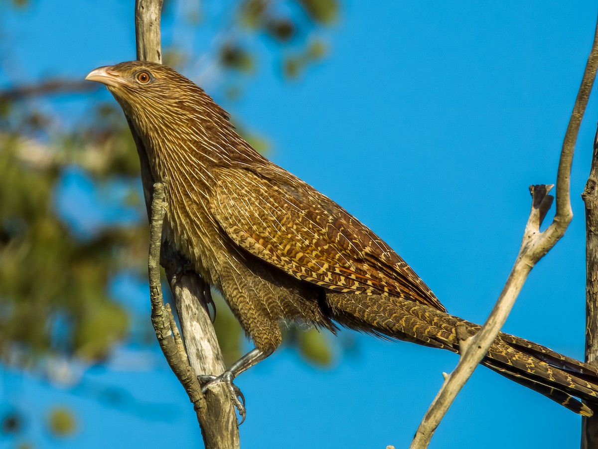 Pheasant Coucal - ML570193891