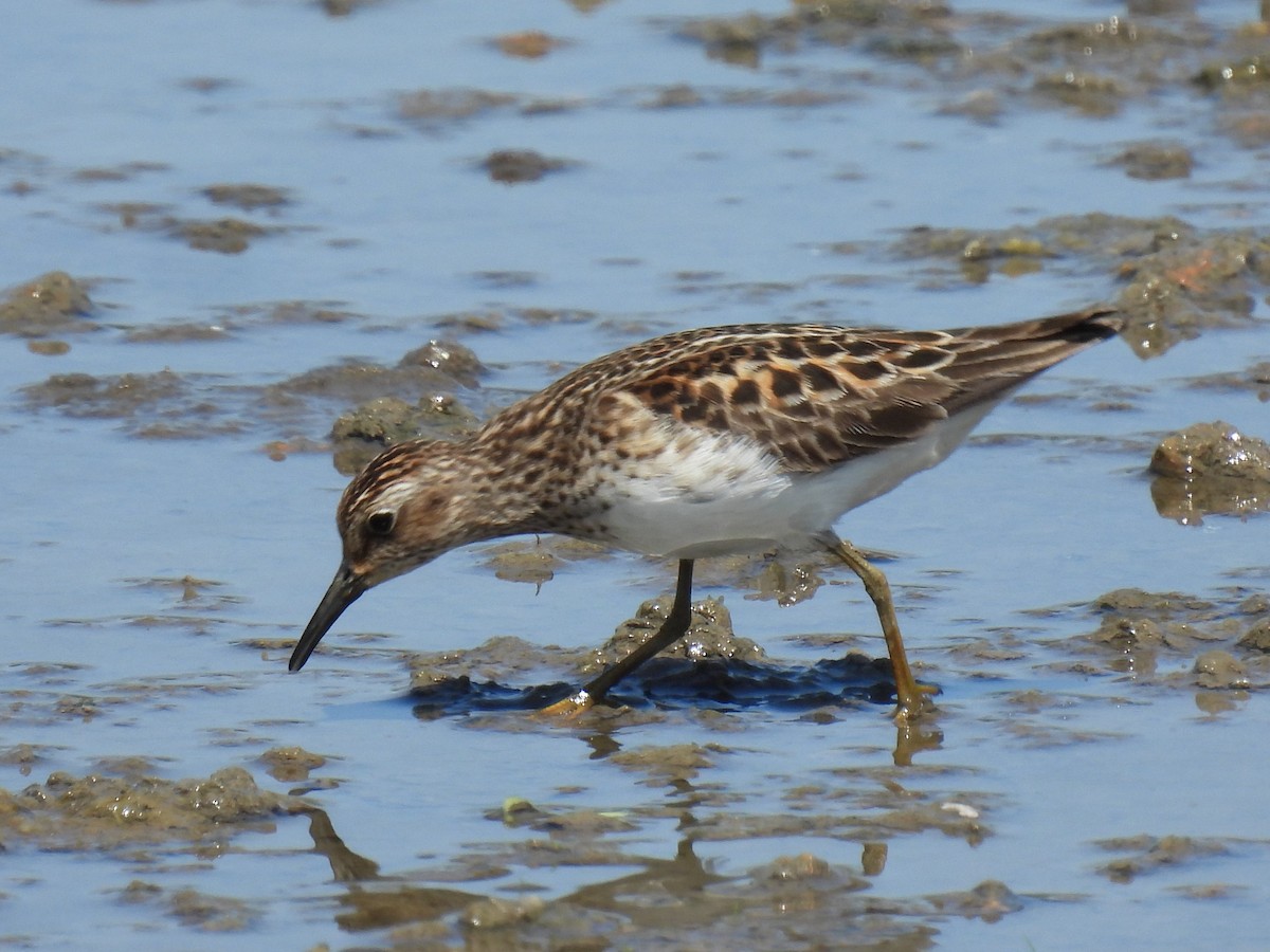 pygmésnipe - ML570193901