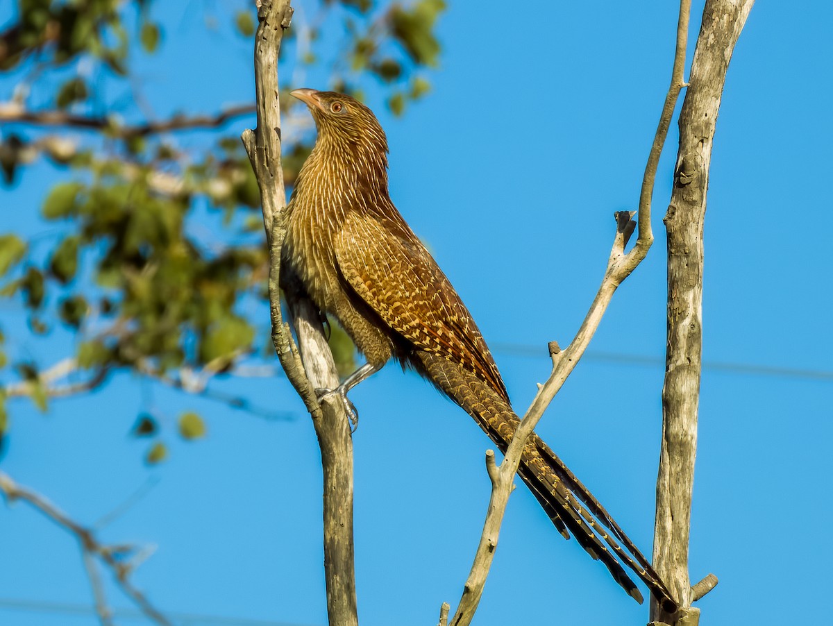 Pheasant Coucal - ML570193911