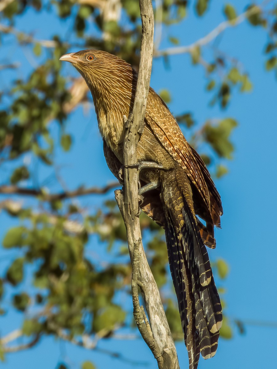 Pheasant Coucal - ML570193921