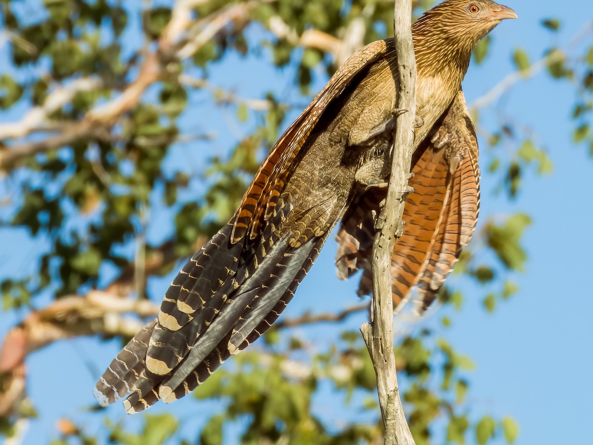 Pheasant Coucal - ML570193931