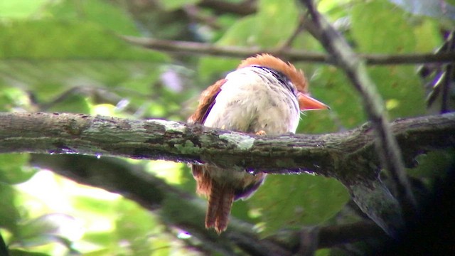 Collared Puffbird - ML570194281