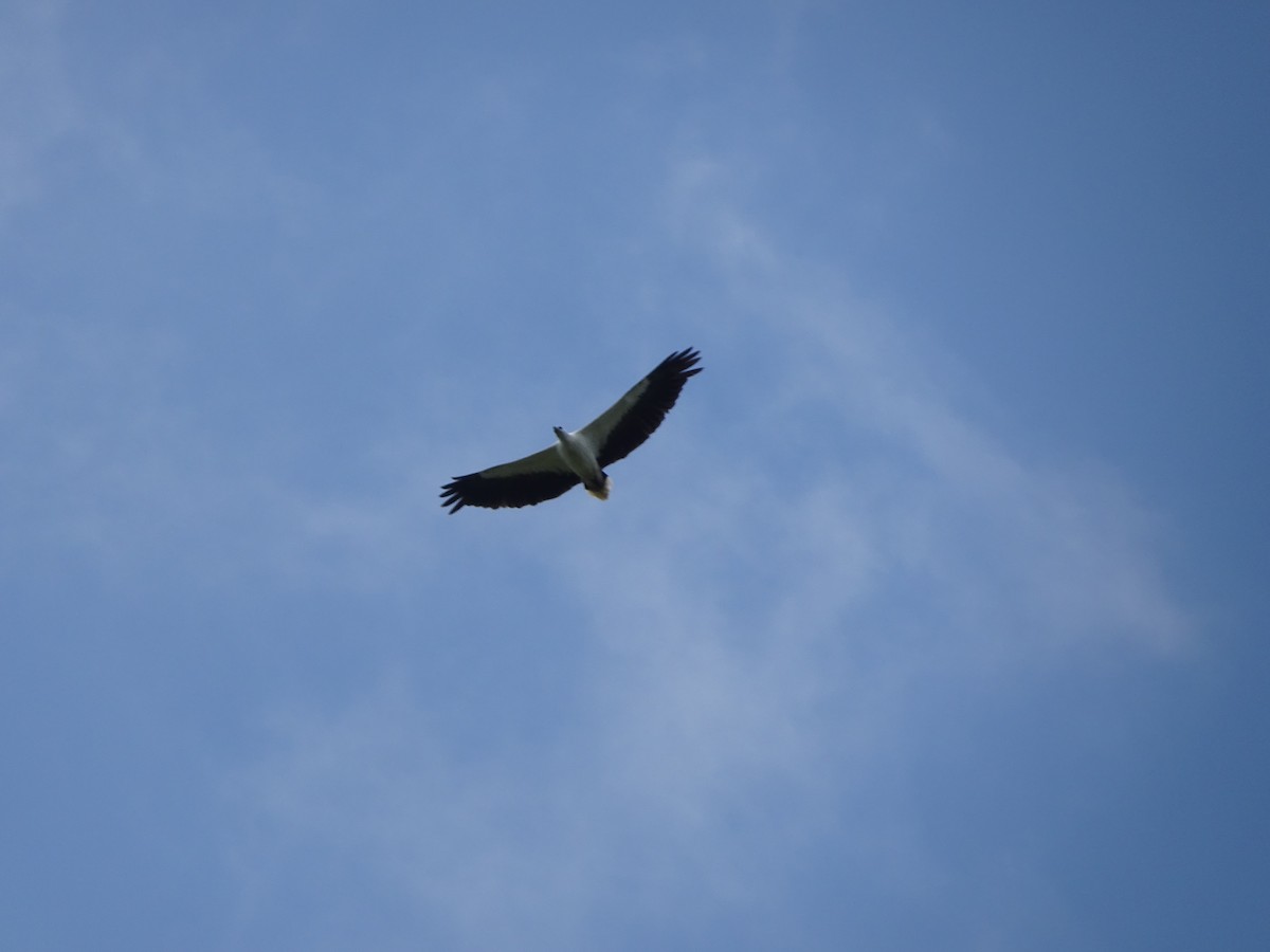 White-bellied Sea-Eagle - ML570194841