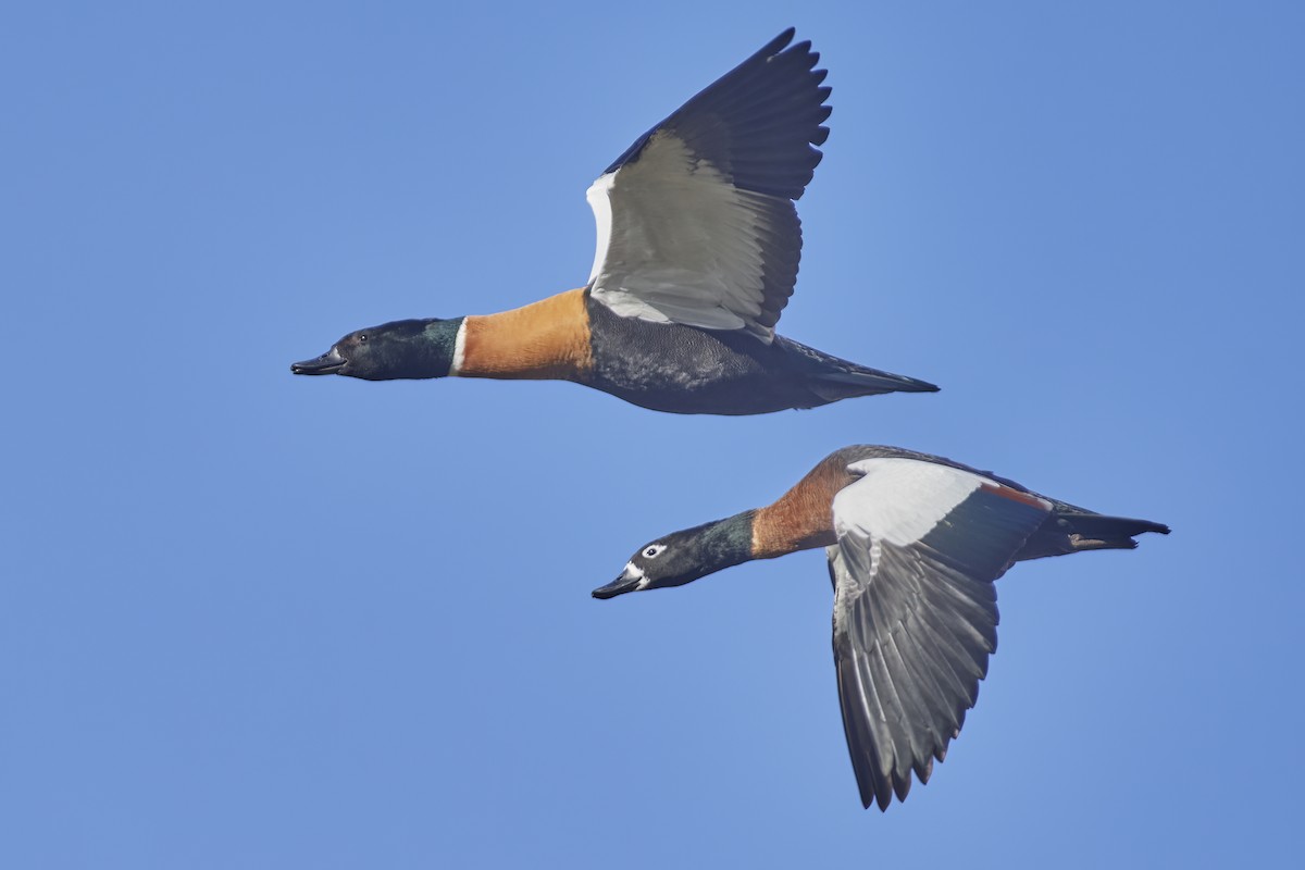 Australian Shelduck - ML570195351