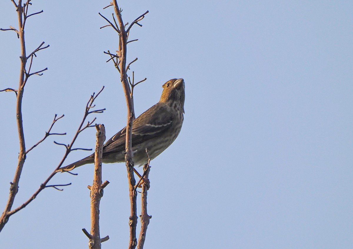 Common Rosefinch - ML570195571