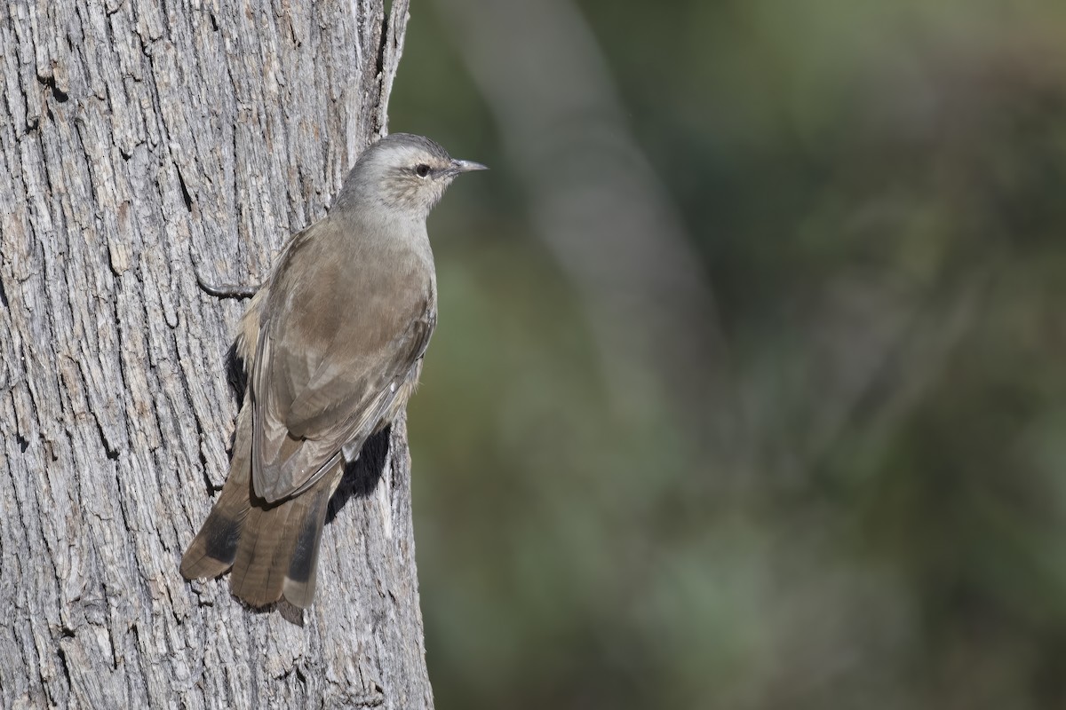 Brown Treecreeper - ML570195621