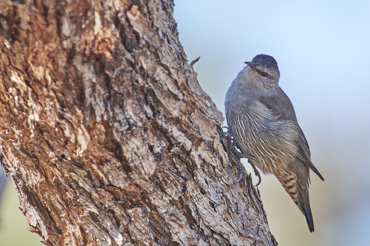 Brown Treecreeper - Bill O’Brien