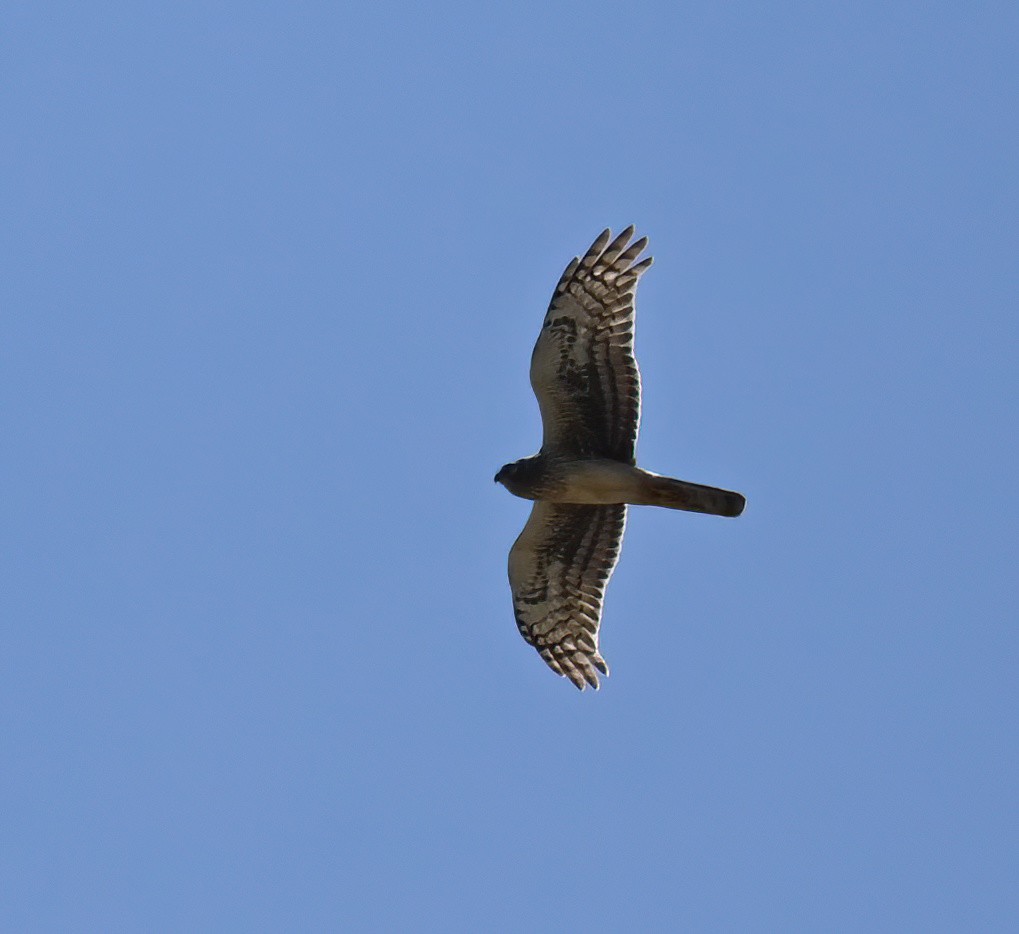 Northern Harrier - ML570197491