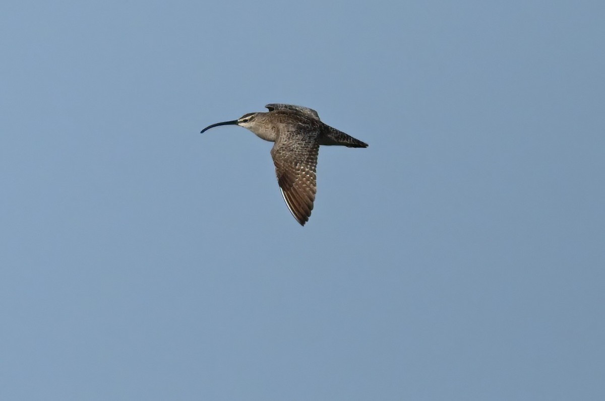 Regenbrachvogel - ML570198151