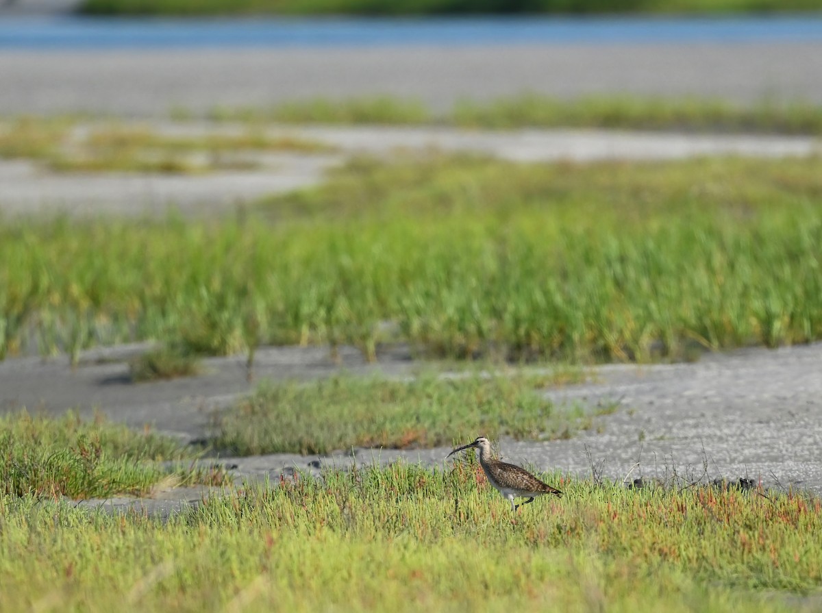 Regenbrachvogel - ML570198161