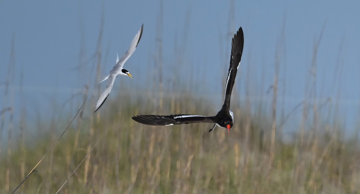 Least Tern - ML570198331