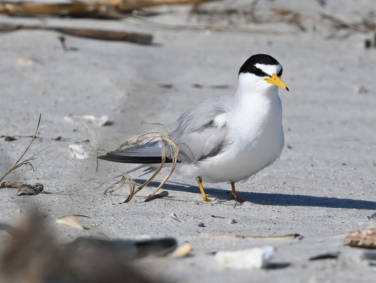 Least Tern - Ann Stinely