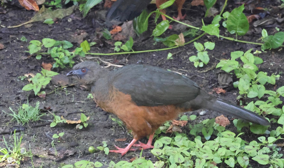 Sickle-winged Guan - ML570199651