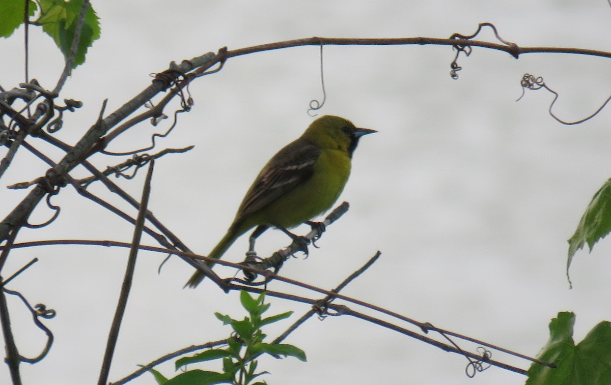 Orchard Oriole - ML570200681